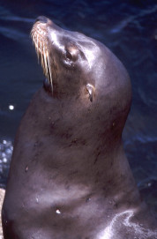 Californian Sea Lion