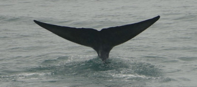 A 159 Hornsund Blue Whale 9 7 17