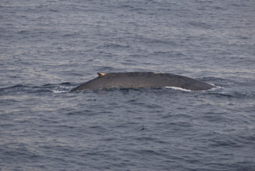 Blue Whales 80 deg N 16 Aug 25