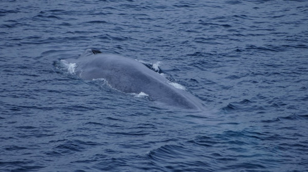D 409 Blue Whales 26 7 16 K Morgan