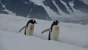 E 50 Gentoo Penguins Danco Island 15 1 20 K Morgan