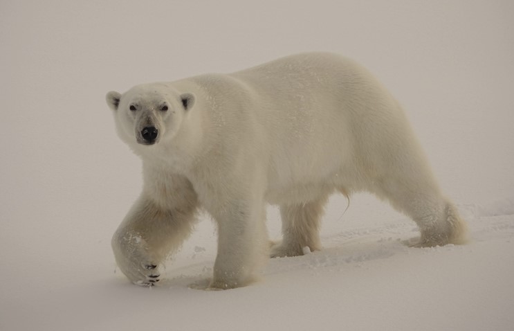 M 143 Male Polar Bear close to ship 16 8 19 K Morgan