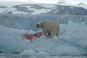 K 202 Negribreen Polar bear on kill 21 7 16 K Morgan
