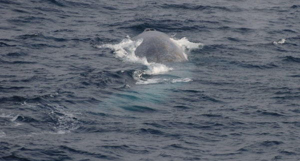 Blue Whales 182